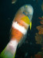 mt003003.jpg