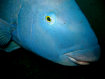 mt004003.jpg